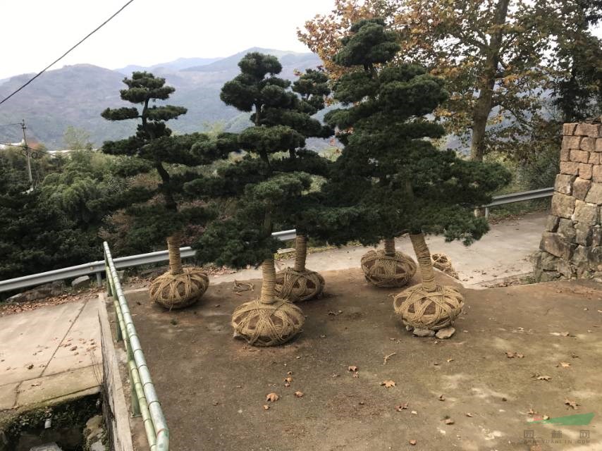 買五針松可以到浙江寧波浙江寧波的五針松價格很便宜