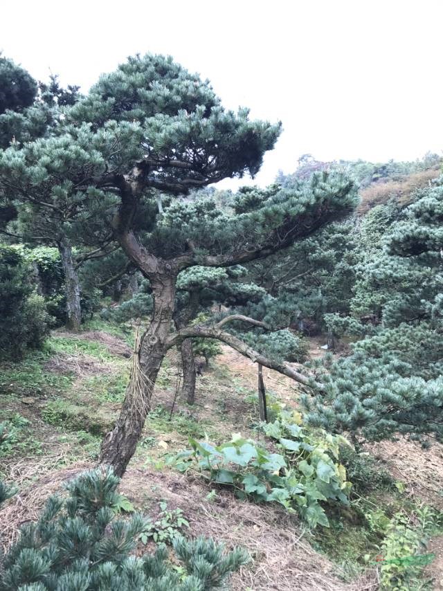 采購精品五針松可以到寧波，采購造型五針松可以到寧波