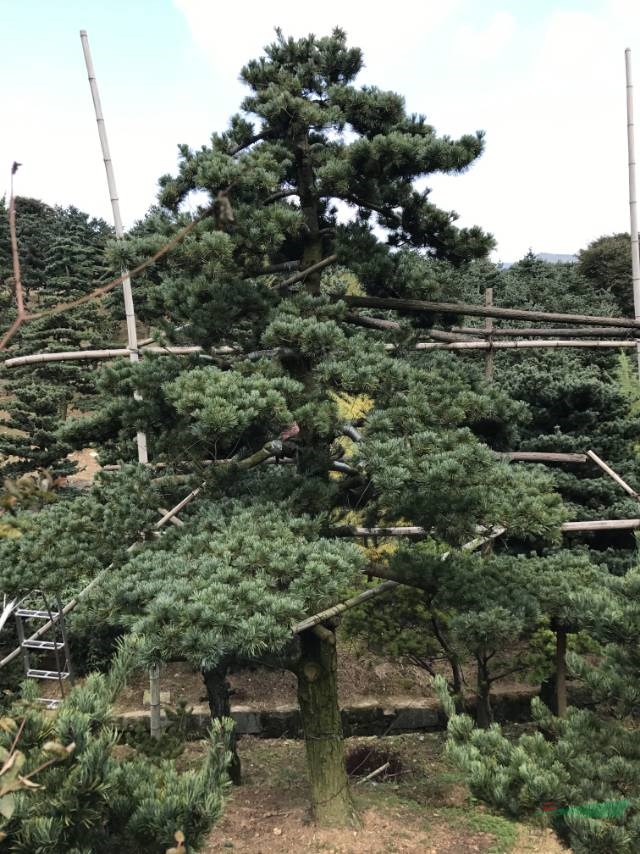 采購精品五針松可以到寧波，采購造型五針松可以到寧波