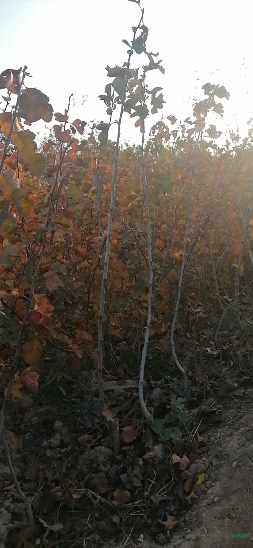 山西綠化苗木山楂苗（大金星）（大五棱）（七月紅）一年苗價格