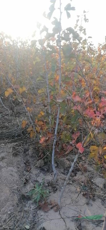 山西綠化苗木山楂苗（大金星）（大五棱）（七月紅）一年苗價格