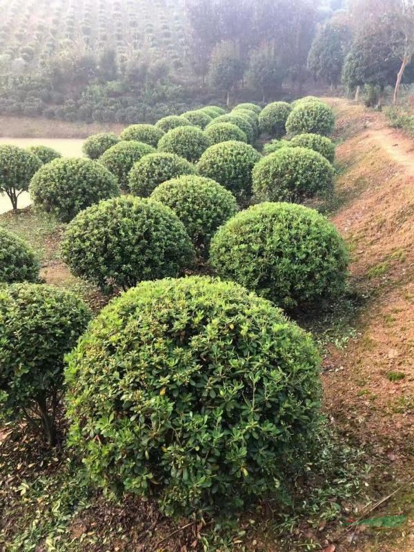 海桐球基地直銷，精品海桐球報價，1.5米海桐球價格