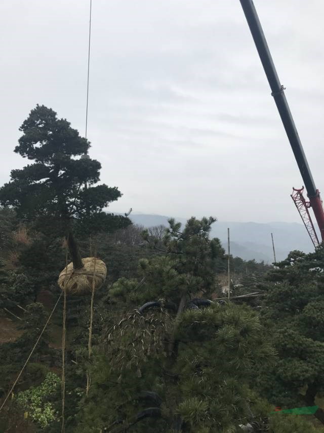 浙江吳振松小苗基地實(shí)拍