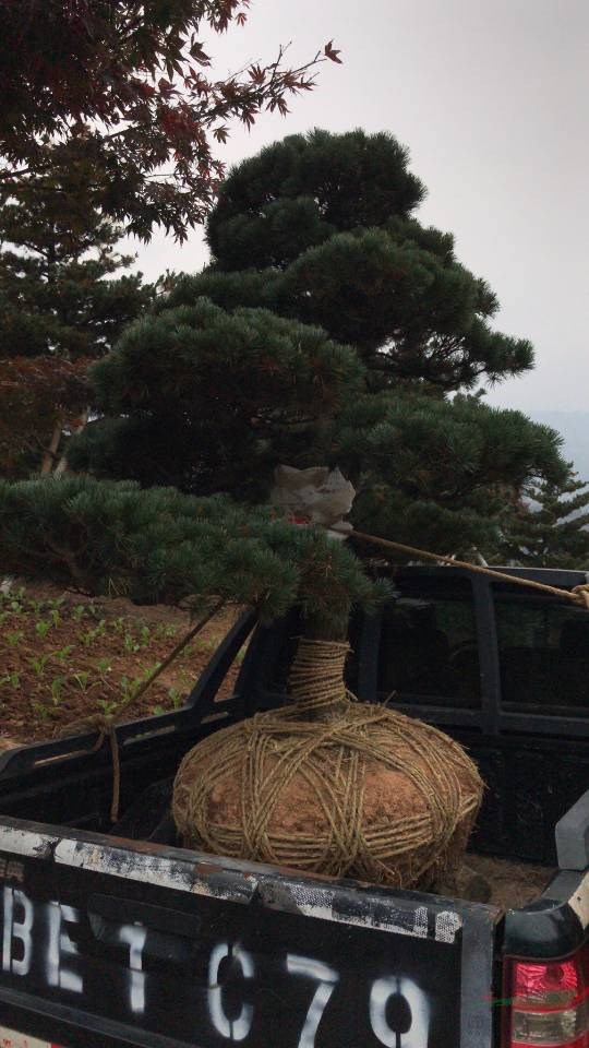 浙江造型五針松正在起苗裝車現(xiàn)場實拍   寧波五針松盆景裝車