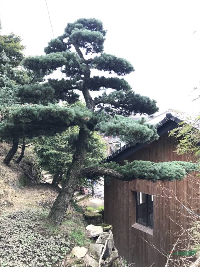 華東地區(qū)的五針松寧波最便宜，造型五針松寧波非常便宜