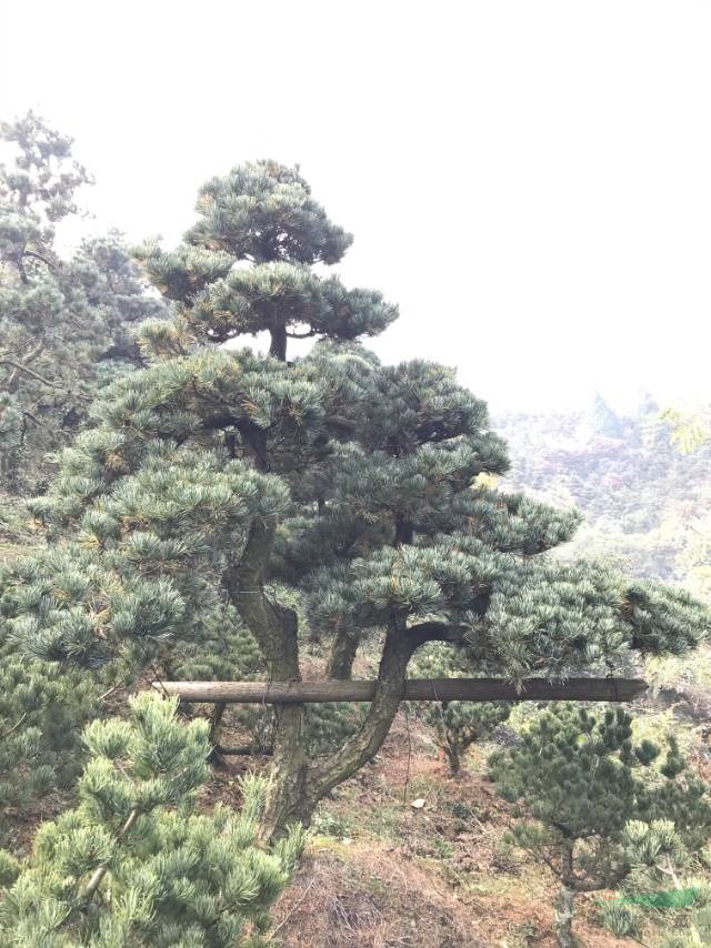 華東地區(qū)的五針松寧波最便宜，造型五針松寧波非常便宜