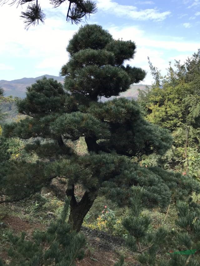 宁波精品五针松 宁波造型五针松基地实拍 大量批发五针松