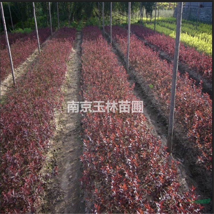 3/4/5/6/8/10/12公分紫葉李價格