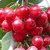 How much is an 8cm cherry tree?? 10cm cherry tree//10cm cherry tree price