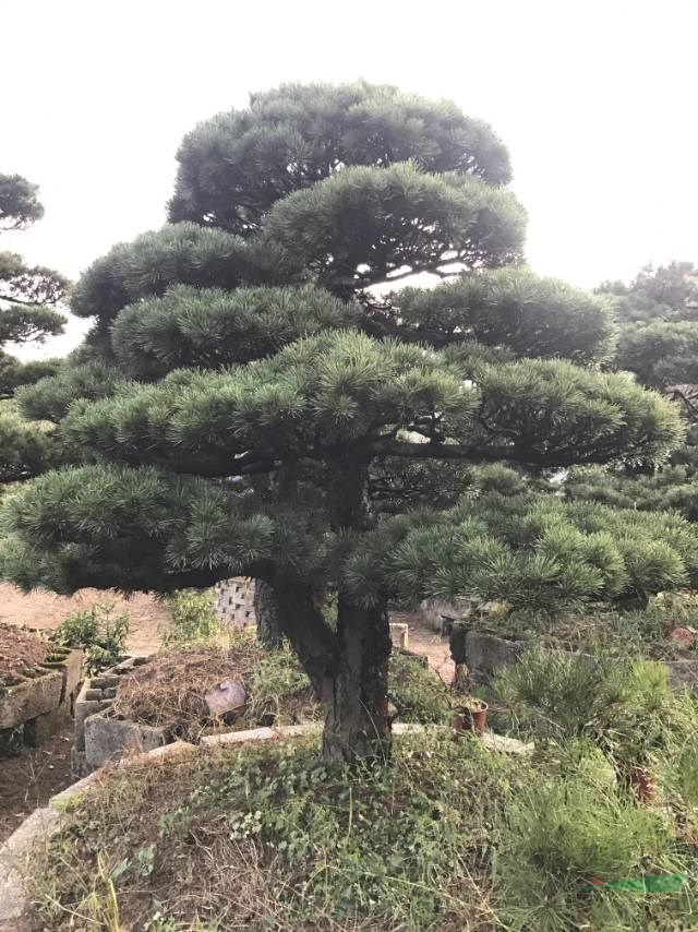 浙江五针松宁波五针松五针松基地造型五针松基地