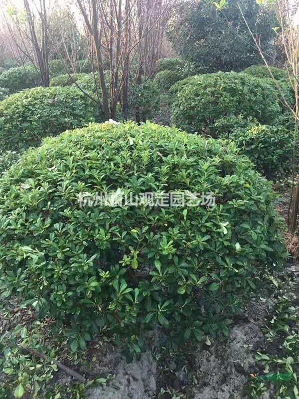 供应火棘球p100cm一p180cm:精品球