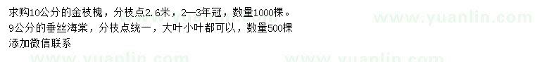 求購10公分金枝槐、9公分垂絲海棠