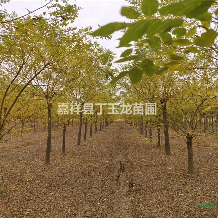 矮本黃金槐 8-10-12-15公分2年冠 千棵待嫁