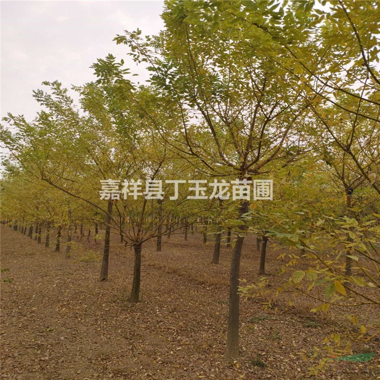 矮本黃金槐 8-10-12-15公分2年冠 千棵待嫁