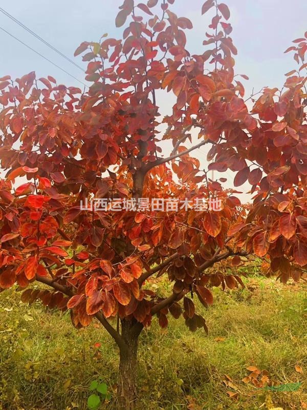 8公分柿子樹基地，8公分甜柿子樹價(jià)格，8公分占地柿子樹