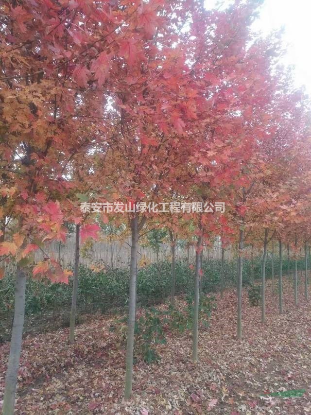 美國紅楓