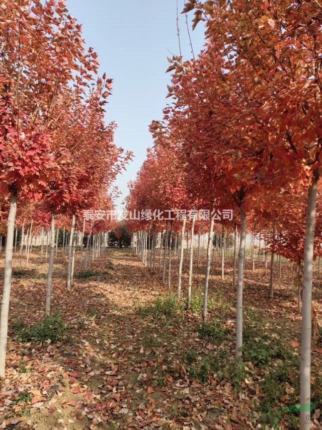 美國紅楓