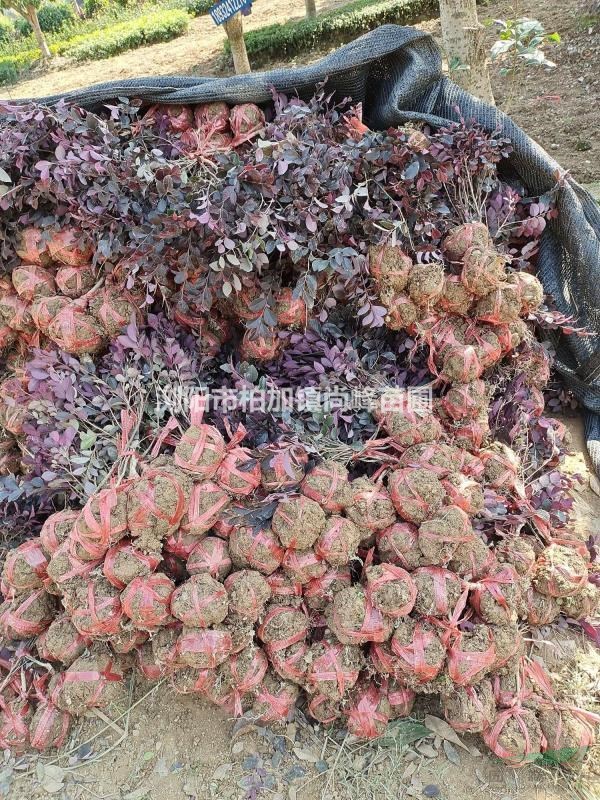 紅花繼木小毛苗/紅花繼木小毛球圖片/紅花繼木小毛球價格/哪里..