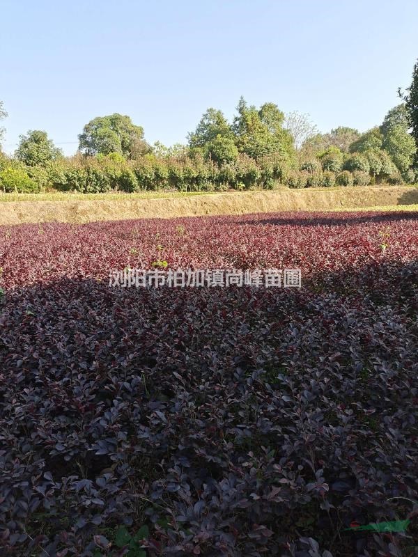 紅花繼木小毛苗/紅花繼木小毛球圖片/紅花繼木小毛球價格/哪里..