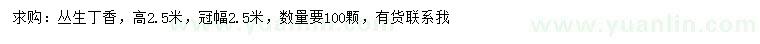 求購高2.5米叢生丁香