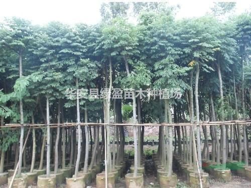 福建供應(yīng)12公分臺灣欒樹規(guī)格齊全