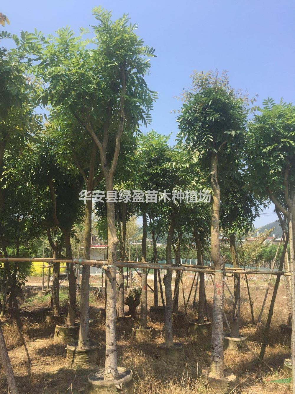 福建供应桃花心木规格*