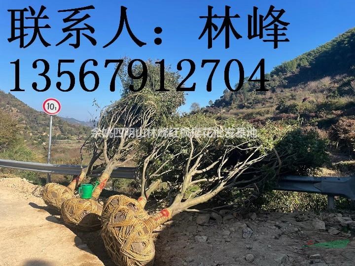 浙江最大的红枫基地