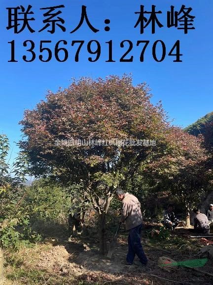 浙江最大的红枫基地