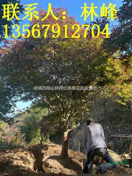 浙江最大的红枫基地