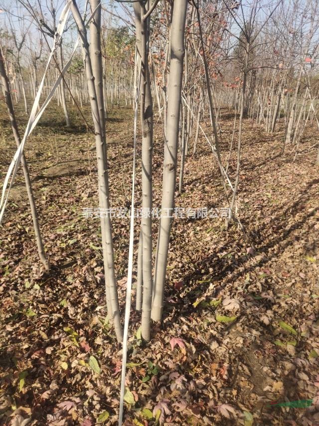 叢生美國(guó)紅楓