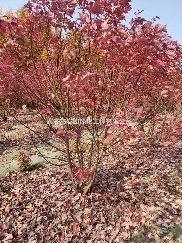 叢生美國(guó)紅楓