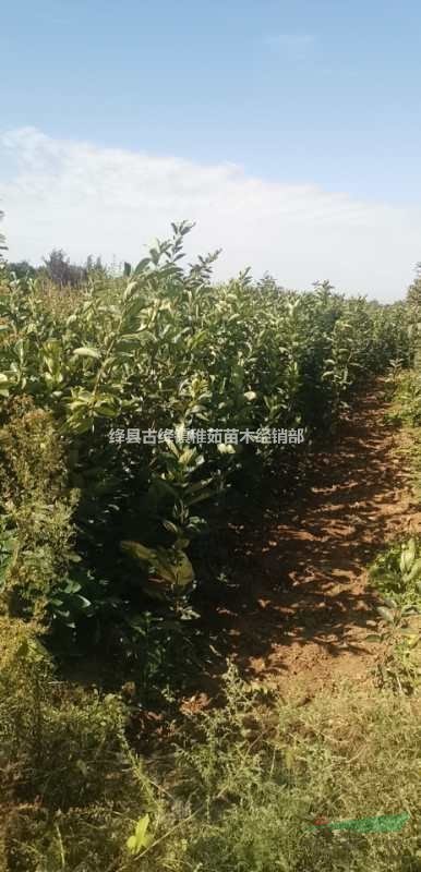陽豐甜柿子苗今年什么價(jià)？山西陽豐甜柿子苗基地直供