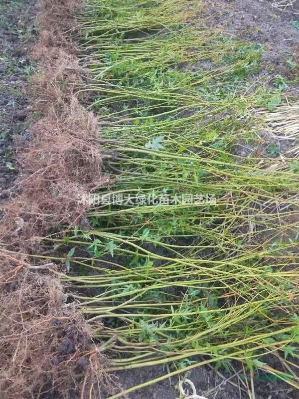 供应黄金枫苗高度100-150公分、美国红枫苗、红舞姬红枫苗
