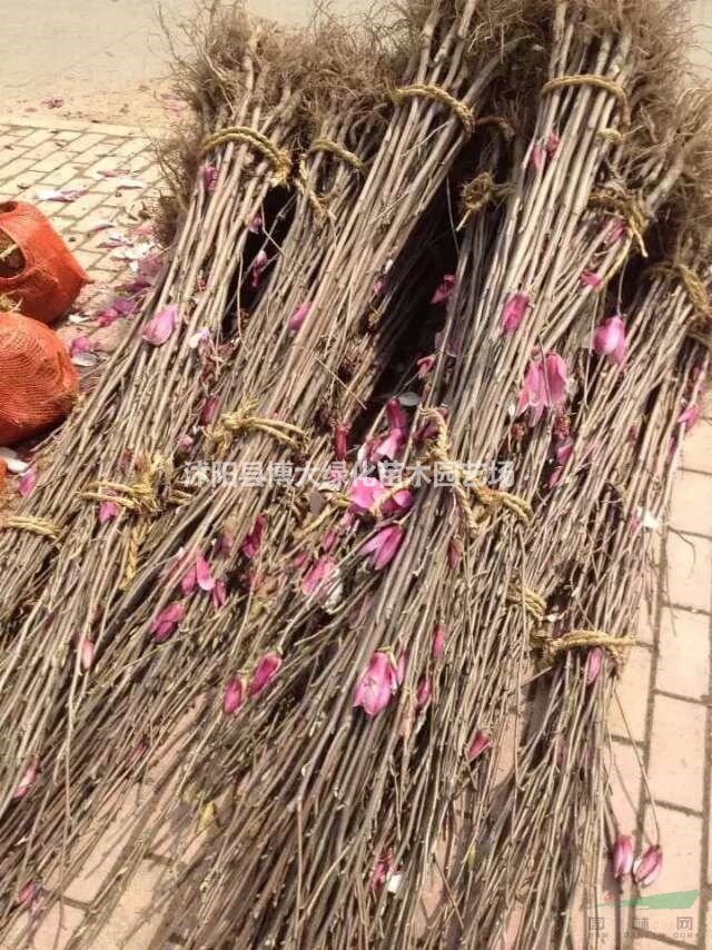 供应广玉兰小苗高度100-150公分，紫玉兰小苗，白玉兰小苗