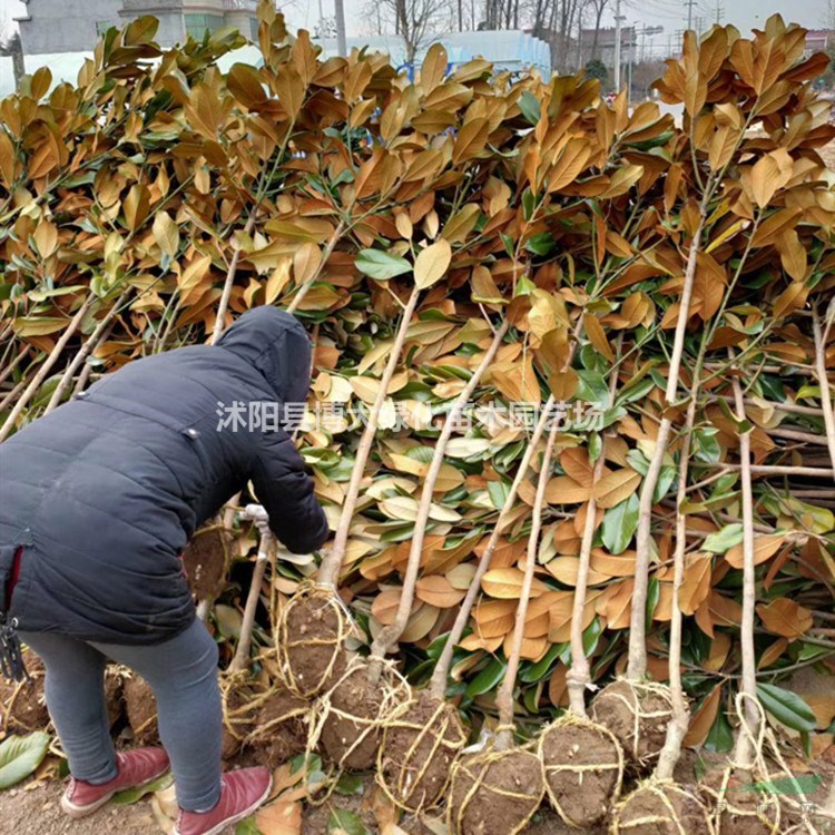 供应广玉兰小苗高度100-150公分，紫玉兰小苗，白玉兰小苗
