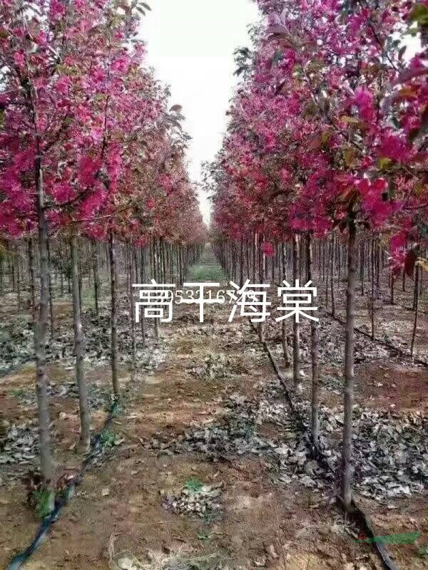 高桿凱麗海棠！