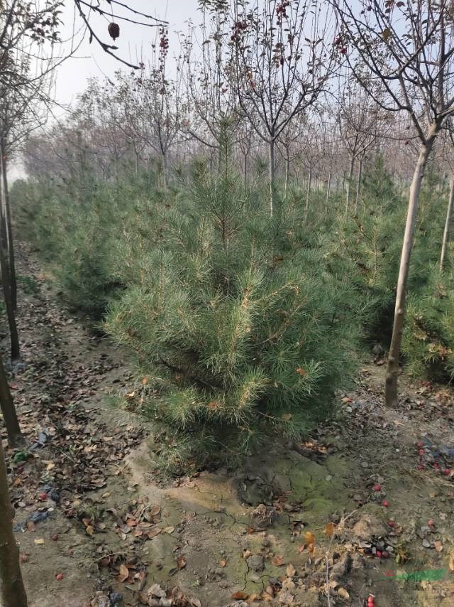 1.5米以上白皮松