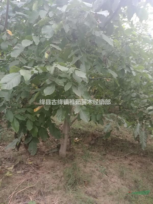 占地10公分核桃樹(shù)價(jià)格，綠化10公分核桃樹(shù)價(jià)格，大量出售