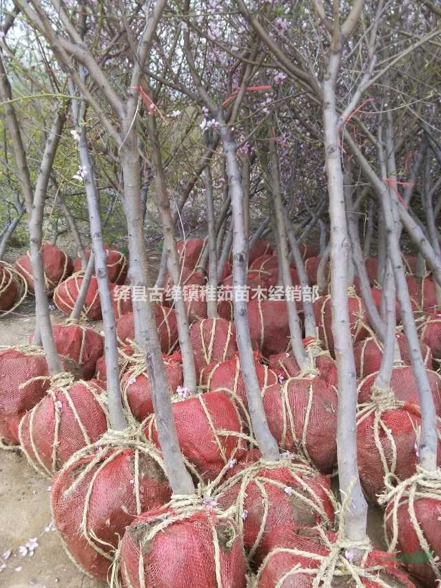 占地10公分核桃樹(shù)價(jià)格，綠化10公分核桃樹(shù)價(jià)格，大量出售