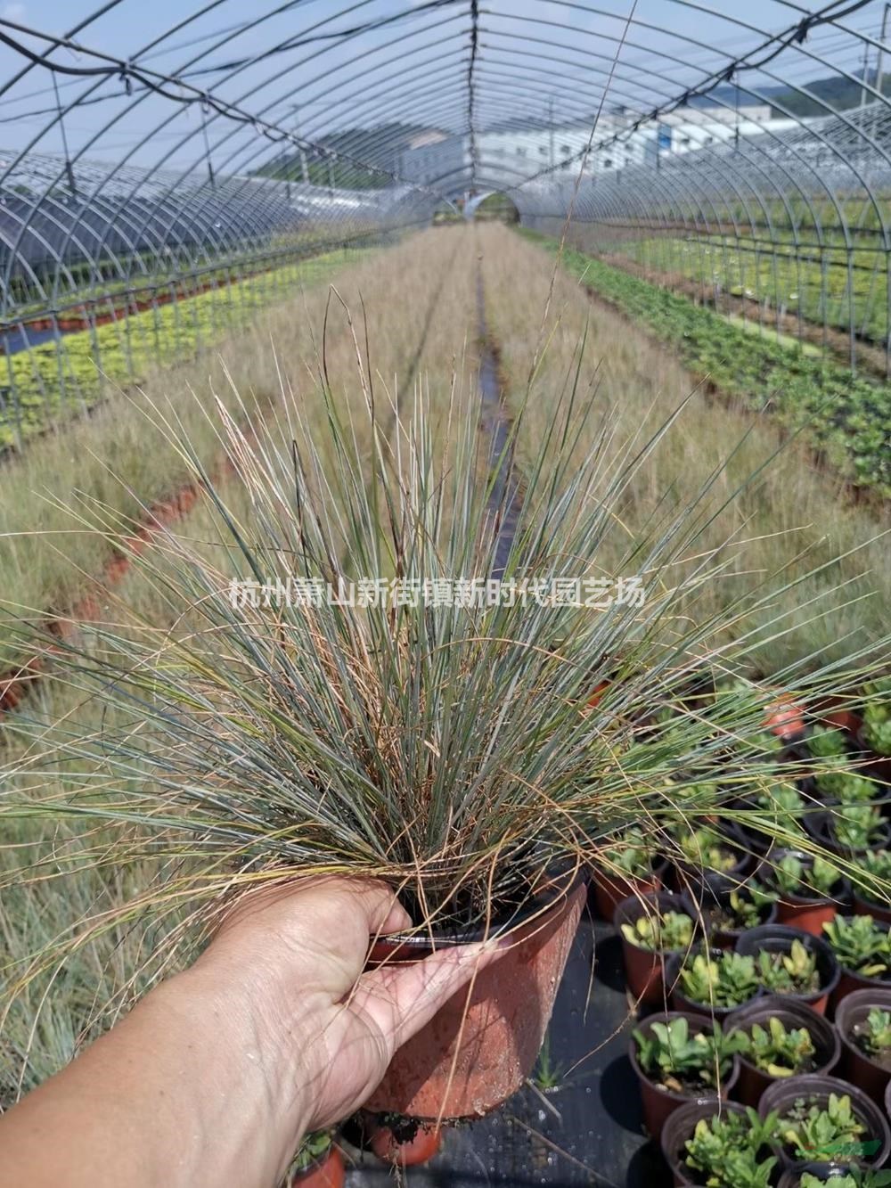 浙江蜜糖草 杭州蜜糖草哪里好/哪家便宜