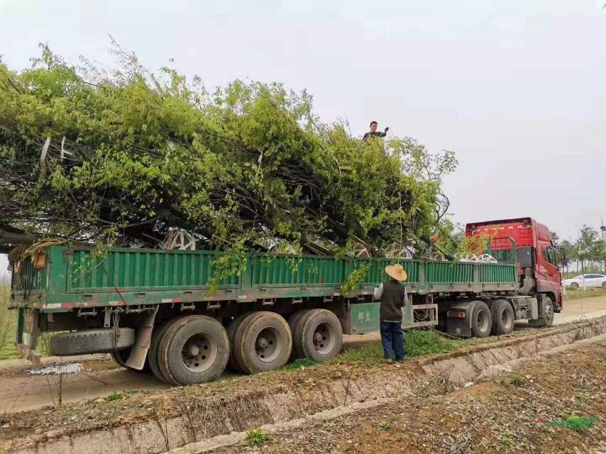 榉树基地实拍 安徽榉树批发 大量采购榉树可以到合肥  安徽红