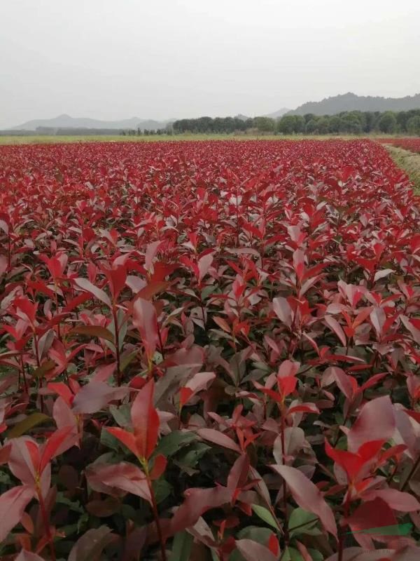 基地直销红叶石楠工程苗,红叶石楠价格,红叶石楠图片