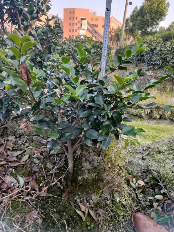 茶梅小毛球