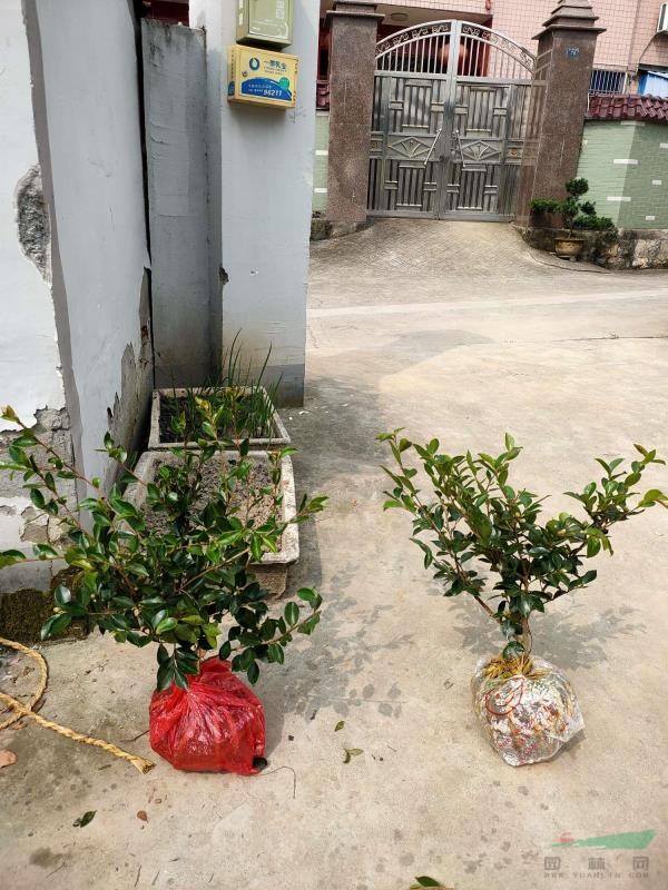 茶梅小毛球
