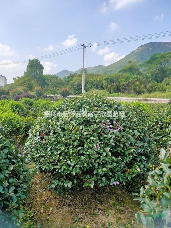 茶梅