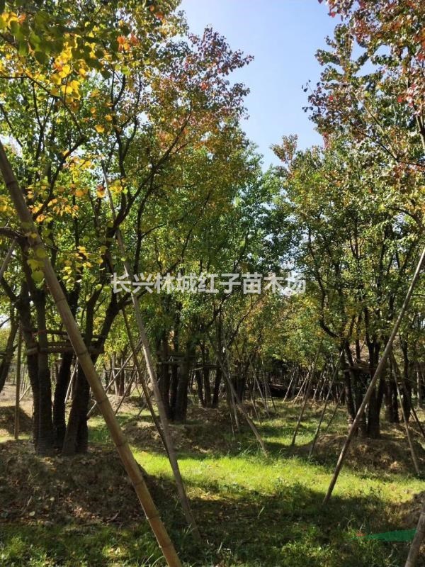 浙江丛生乌桕树