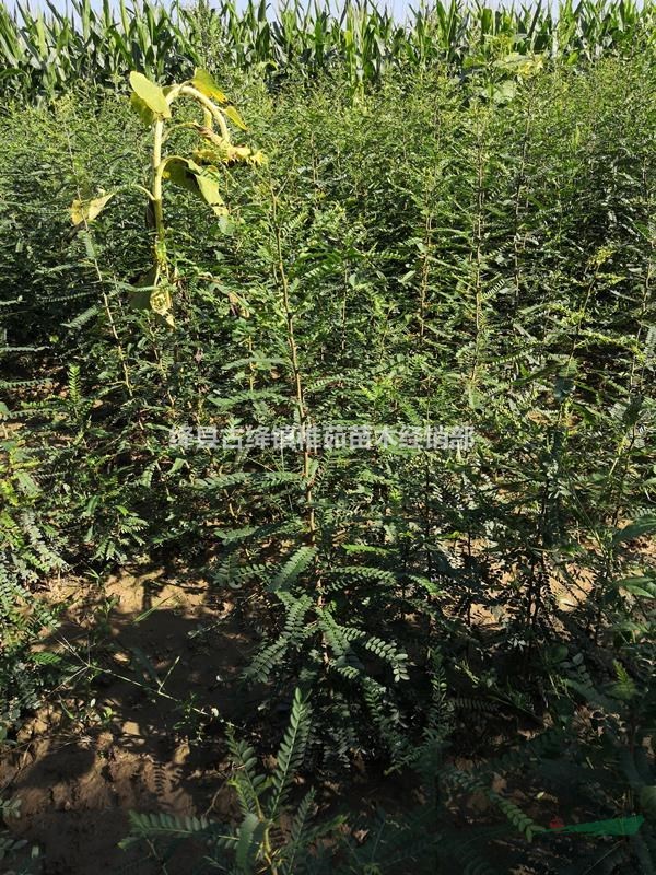 山西皂角苗價(jià)格~地徑0.5公分皂角苗價(jià)格優(yōu)惠出售