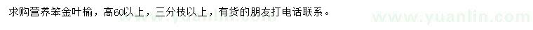 求購高60公分以上金葉榆
