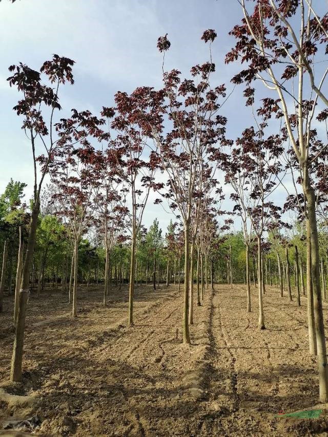 山東紅葉椿批發(fā) 本基地可以大量供應紅葉椿 聊城紅葉椿基地 專