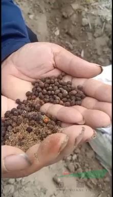 金山銀山不如種植紅豆杉